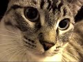 Super Cute Cat open the door