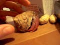 HERMIT CRAB CRAWL