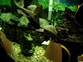 Spawning plecostomus fish - Episode 1