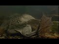 Toad and Spiders Mums - Music by Jennie Muskett