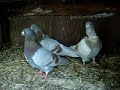 Exotic & Fancy Birds - Www.pigeonpeddler.com / Antwerp Pigeons