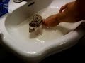 Piglet Gets a Bath Piglet Gets a Bath