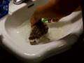Piglet Gets a Bath