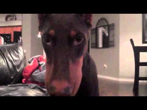 doberman