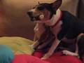Basenji video