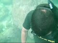 Shark\