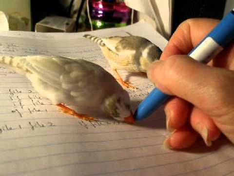 how to train a zebra finch