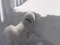 Zoe Dog Playing in the Snow