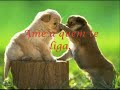 amor  