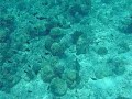 White Or Black Tip Shark