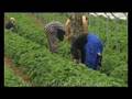 CountryFile - BBC 1 - Fruit Pickers