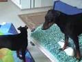 Manchester Terrier video