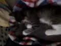 baño de gatitos