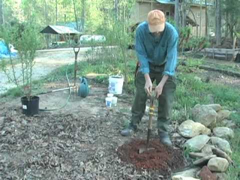 how to replant a large shrub