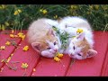 cute-animal.html