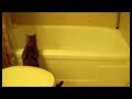 SSSCAT. SSSCAT.