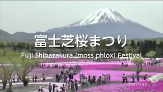 Fuji Shibazakura