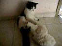 Bobinho e Julie Bobinho e Julie