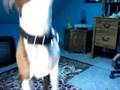 videos de Bubbles