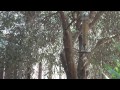 Click here to watch this video Scrub Jay at the feeder.MP4