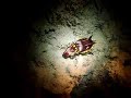 Flamboyant Cuttlefish at Kapalai
