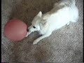 Catching Some Air and Biting It!