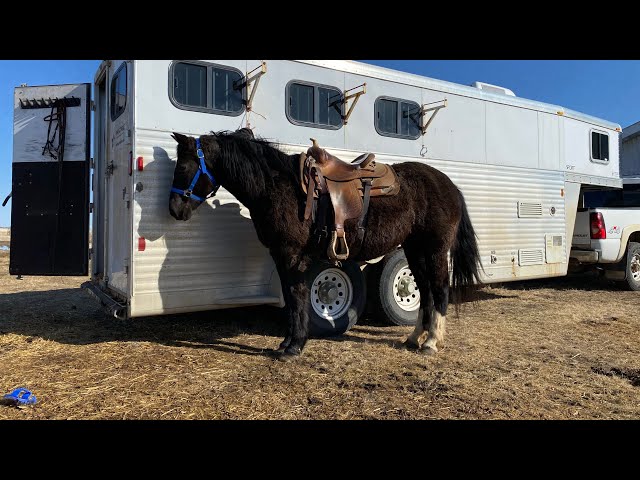 2011 Black Mare *pending* in Horses & Ponies for Rehoming in Red Deer