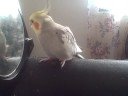 My Pet Birds My Pet Birds