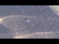 Click here to watch this video 富山県射水市 5.21の朝 その5