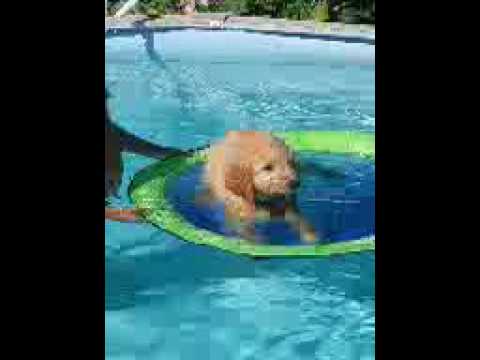 swimming lesson clover