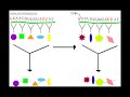 How Evolution Works Part 4- Mutations