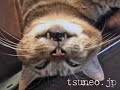 ツネオの目が半開き♪ tsuneo