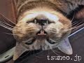 ツネオの目が半開き♪ tsuneo