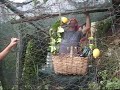 Mike Jutan in Europe: Lemoncello Grappa on Cinque Terre Walk Mike Jutan in Europe: Lemoncello Grappa on Cinque Terre Walk