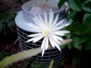flower minute 27
