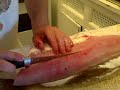 Walleye fillet technique Walleye fillet technique