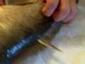 Walleye fillet technique