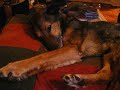 yawning mutt