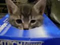 フルバージョンはこちらだニャーwww.umamura.com