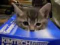 ティッシュ箱入り娘かわいい子猫