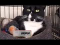 TAMESIDE ANIMAL SHELTER
