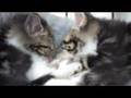 TAMESIDE ANIMAL SHELTER
