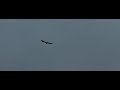 buizerd vliegt weg buizerd vliegt weg
