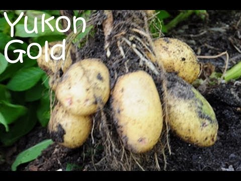 how to harvest and store yukon gold potatoes