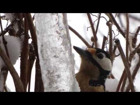 Image de prévisualisation YouTube