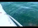 G.I.P.A. Barco Adamastor