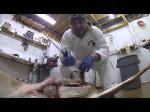how to properly gut a deer
