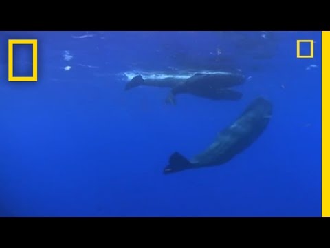 Sperm Whale Diving