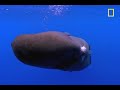 Sperm Whale Diving