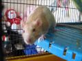 Tribute To Three Of My Ratties